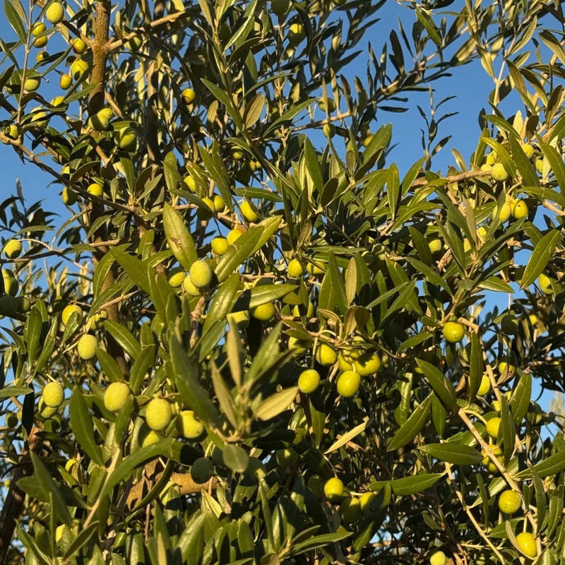 Olivo con aceitunas verdes en el árbol durante la primera cosecha para aceite de oliva virgen extra premium
