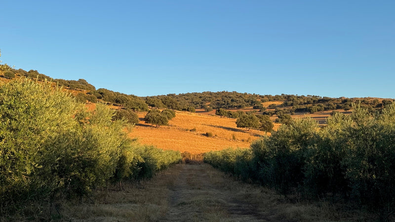 Paisaje de olivar tradicional en Castilla-La Mancha para producción de Aceite de Oliva Virgen Extra