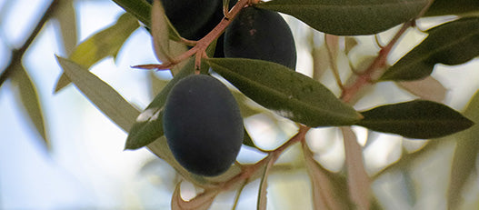 Aceitunas en olivo mostrando el origen de variedades arbequina y picual para aceite de oliva virgen extra