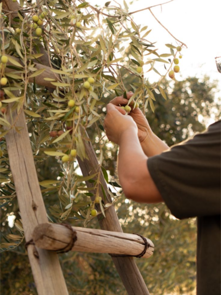 Recolección temprana de aceituna arbequina para aceite de oliva virgen extra Dalivar AOVE premium