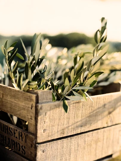 Olivos en campo de cultivo de donde procede el aceite de oliva virgen extra Arbequina Dalivar